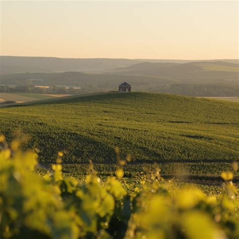 Richesses Naturelles Partez La D Couverte Du Vignoble Et De La