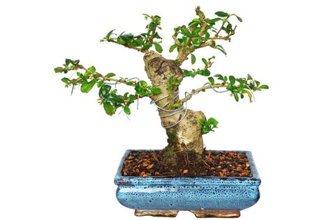 Fukien Tea Tree (Carmona retusa) Bonsai: How To Grow and Care | Florgeous