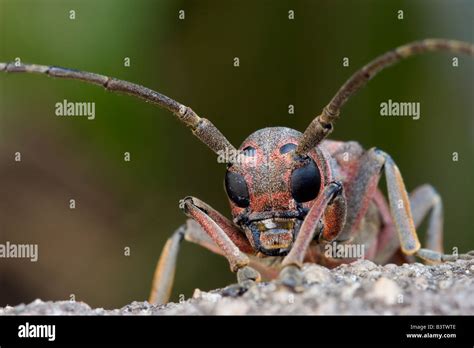Insect Bug Critter Uganda Stock Photo Alamy