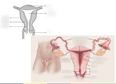 Uterus Diagram Diagram Quizlet