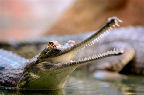 Gharials have a deviated septum like humans, only worse | SYFY WIRE