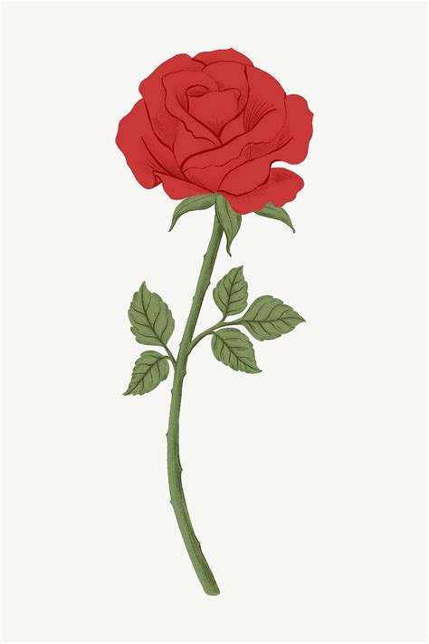 Red rose flower clipart psd | Premium PSD Illustration - rawpixel