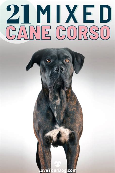 Cane Corso Dog Breed Information Facts Traits Pictures More Artofit