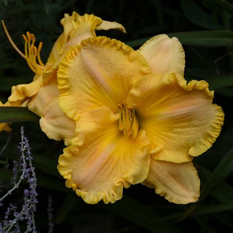 Hemerocallis Collier Daylily 3 Bare Root Plants Etsy