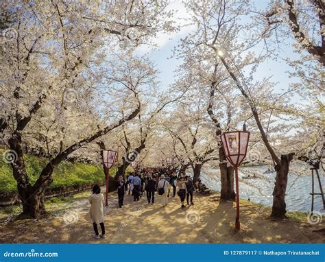 Hirosaki Cherry Blossom Festival 2018 Au Parc De Hirosaki Aomori