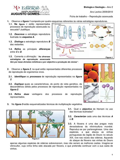 Ficha 4 Reproducao Assexuada Reprodução Interações Biológicas