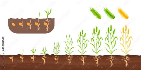 Wheat Growth Stages Germination Sedding Plant Growing Sprout