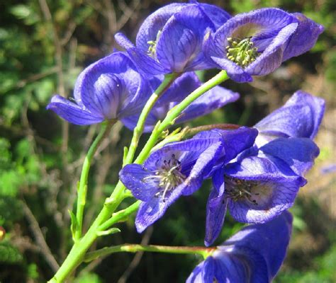 Aconitum ferox seed | BELL Garden Company,Wholesale Plant seeds,Alive ...