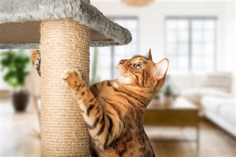 Steps To Cat Proof Your Home Buzzsharer