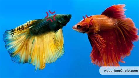 Why Do Betta Fish Fight? 8 Reasons Behind The Aggression Of These ...