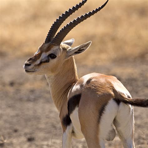 Collection Pictures Images Of A Gazelle Sharp