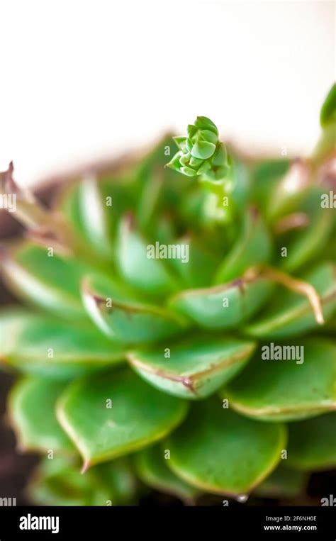 Floraci N Echeveria Cultivar Planta Suculenta Echeveria Es Un Gran