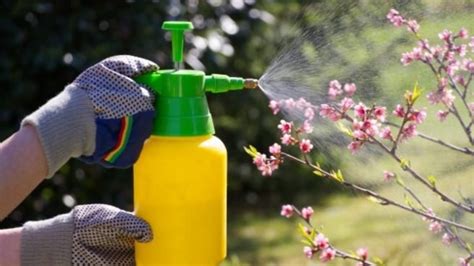 Fungicidas naturales Cuál elegir que sea eficaz