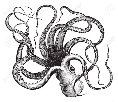 Vector - Common octopus (Octopus vulgaris) isolated on white, vintage ...