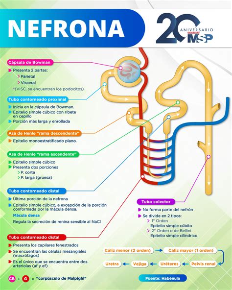 Nefrona