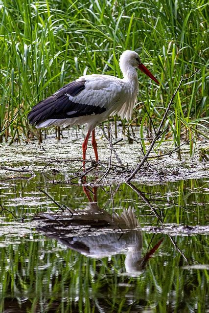 Storch Vogel Gefieder Kostenloses Foto Auf Pixabay