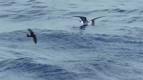 Black Capped Petrel Pterodroma Hasitata Feeding Real Time And Slo Mo