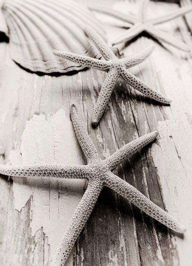 Two Starfishs Laying On Top Of A Wooden Plank