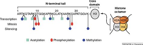 Histone Phosphorylation