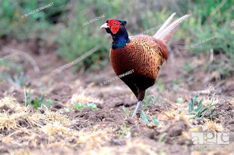 Pheasant, noble pheasant, hunting pheasant, gallinaceous birds ...