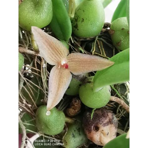 Orchid Bulbophyllum Oblongum Trias Oblonga Big Clump Shopee Malaysia