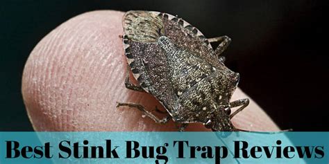 Best Stink Bug Trap Reviews 2020 | Insect Hobbyist