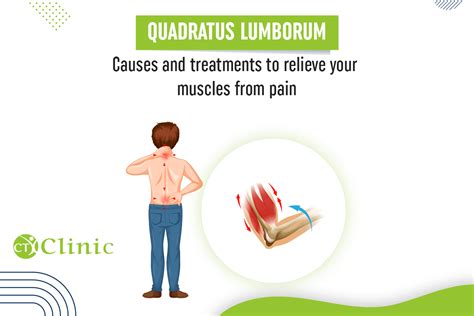 Quadratus Lumborum Causes And Treatments To Relieve Your Muscles From