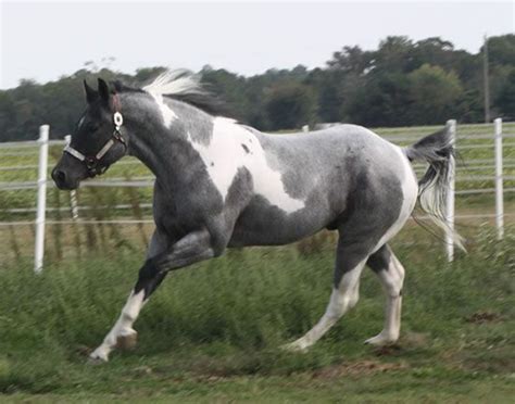 blue roan horse - Google Search | American paint horse, Beautiful ...