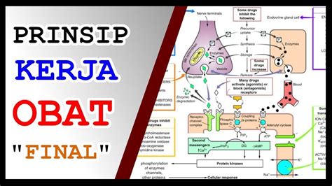 Mekanisme Kerja Obat Dasar Farmasi Mekanisme Kerja Obat Didalam Tubuh