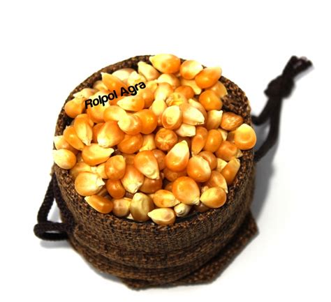 Popcorn ziarno kukurydza do prażenia 20 kg 11465808229 Allegro pl