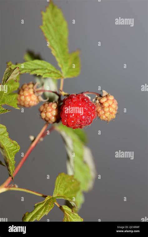 Wild Red Berry Fruit Close Up Modern Botanical Background Rubus