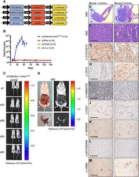 Hras G12V Expression Plus Knockdown Of Cdkn2a Causes High Grade