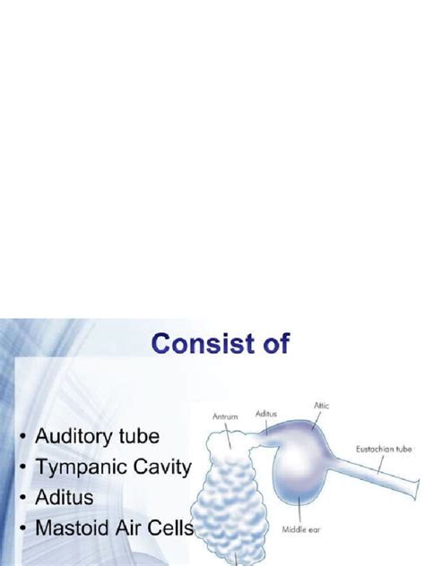 anatomy of middle ear | PDF