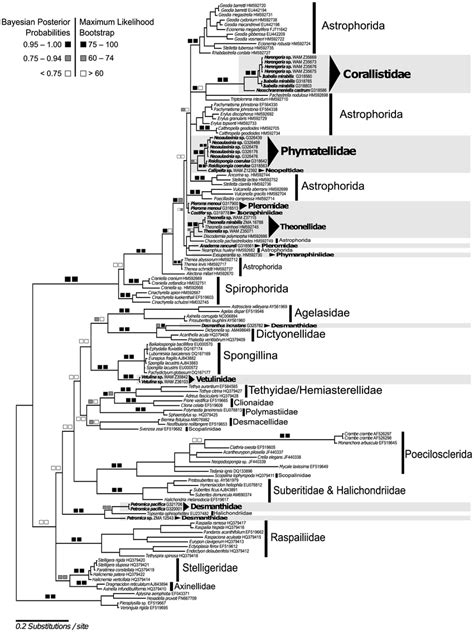 Bayesian Inference MrBayes GTR I G Model Phylogeny Of A