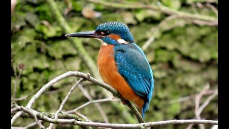 Ledňáček říční Common kingfisher Eisvogel IJsvogel Martin pêcheur