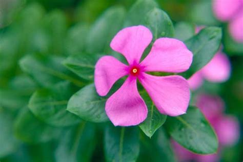 Catharanthus Roseus L Gdon Plants Of The World Online Kew Science