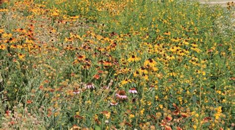 Plant Wildflower Gardens In The Fall Morning Ag Clips