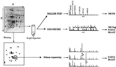 Schematic Explanation Of The Proteomics Strategy For Systematic