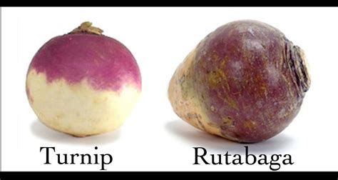 There Is Nothing In The Garden Quite As Unromantic As A Turnip Unless Perhaps Its A Rutabaga