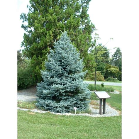 Colorado Spruce Fat Albert Plant Profile Sylvan Gardens Landscape