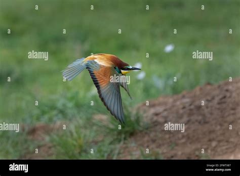 European Bee Eater In Flight Merops Apiaster Flying Stock Photo Alamy