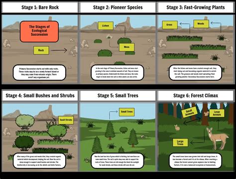 Primary Succession Storyboard By Koala0829 Worksheets Library