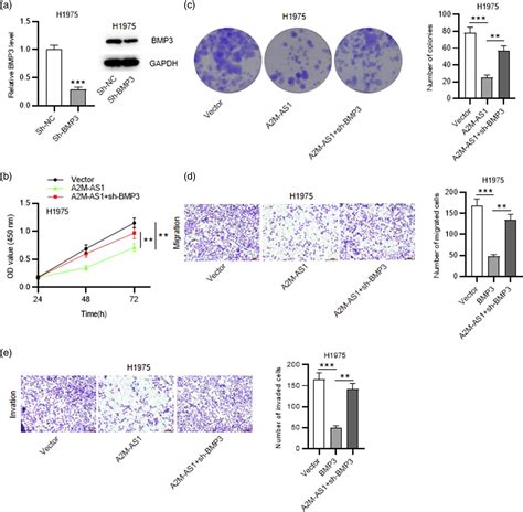 Overexpression Of Lncrna A M As Inhibits Cell Growth And