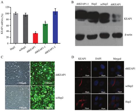 Confirmation Of Efficient KEAP1 Knockdown In Hep2 Cells A MRNA