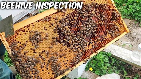 Catching A Bee Hive Before It Swarms Bee Hive Inspection Youtube