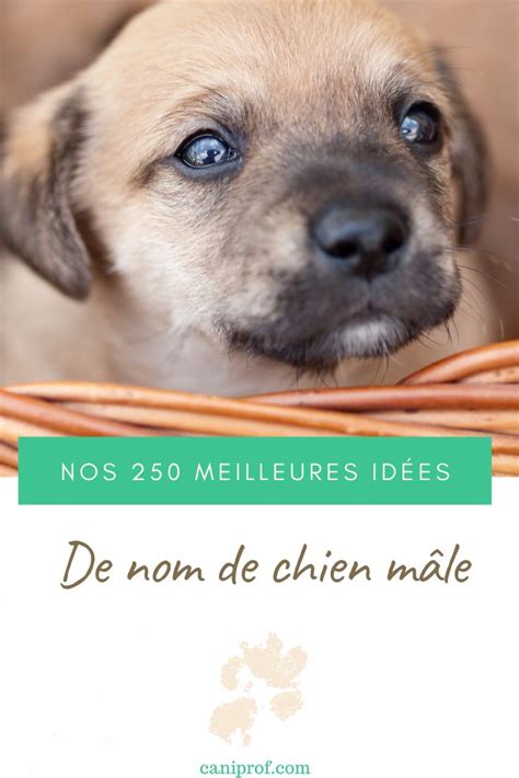 Id Es De Nom De Chien M Le Nom De Chien Male Nom De Chien