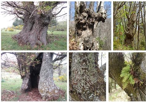 Alberi Monumentali Di Castagno Nella Presila Catanzarese Biodiversit