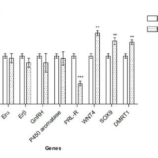 Expression Analysis Of Genes Canonically Involved In Sexual