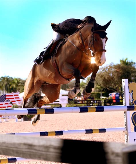 Showjumper - Tumblr Gallery