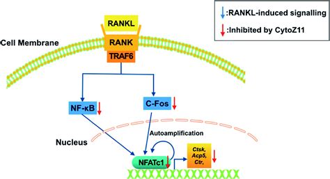 Cytochalasin Z11 Inhibits Rankl Induced Osteoclastogenesis Via